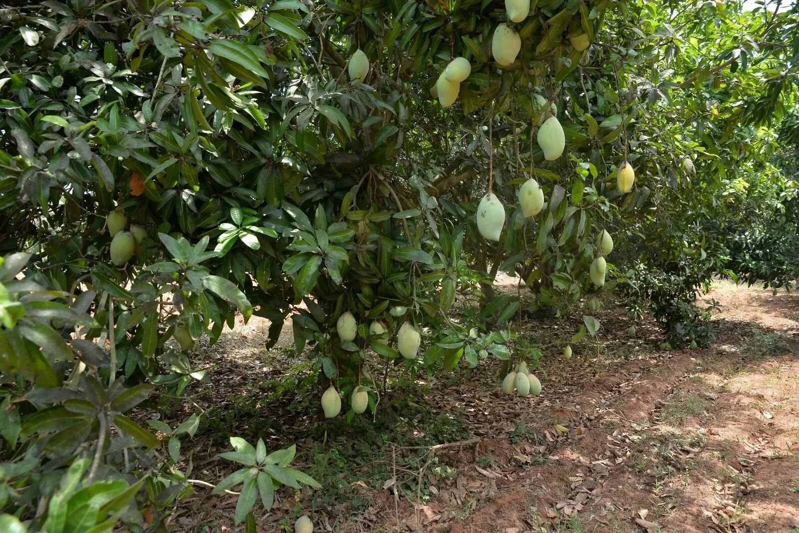 ECR Marakkanam Farm Land