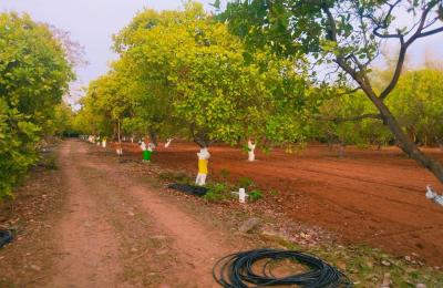 ECR Marakkanam Farm Land