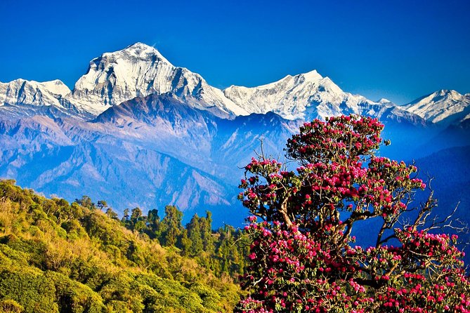 Nepal Wildlife & Spiritual Tour